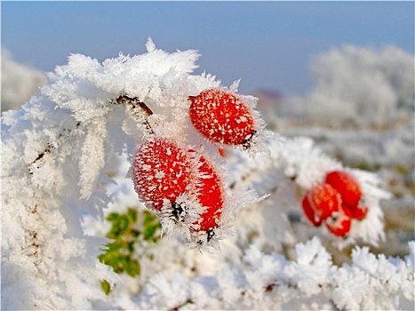 野玫瑰果,枝条,遮盖,白霜