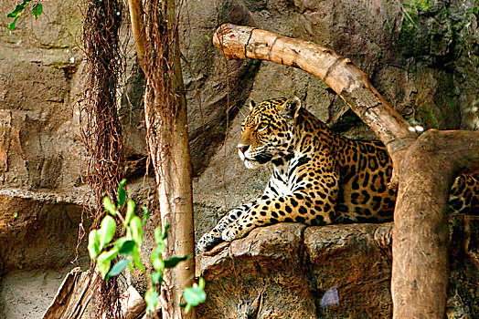 美洲虎,公园,特内里费岛,加纳利群岛,2007年