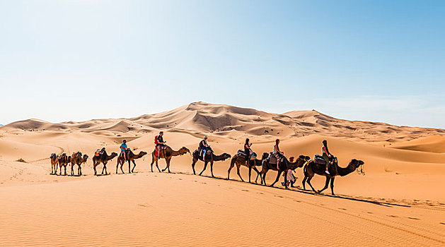 旅游,乘,单峰骆驼,驼队,沙丘,沙漠,却比沙丘,梅如卡,撒哈拉沙漠,摩洛哥,非洲