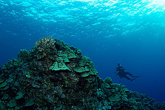 潜水,礁石,夏威夷,海岸,夏威夷大岛,美国