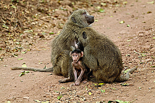 东非狒狒,幼仔,国家公园,坦桑尼亚
