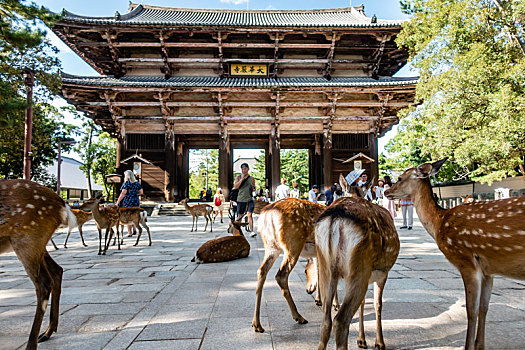 梅花鹿在东大寺南大门前出现