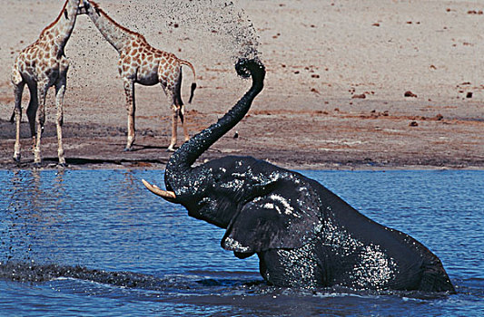 津巴布韦,万基国家公园,非洲象,浴,长颈鹿,背景,大幅,尺寸