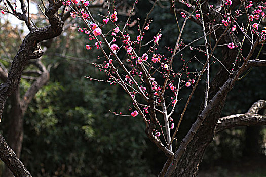 梅花,花朵,梅园,春天,报春