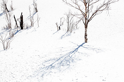 吉林冬天雪地自然景观