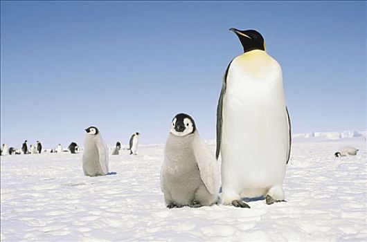帝企鹅,幼禽,阿特卡湾,南极