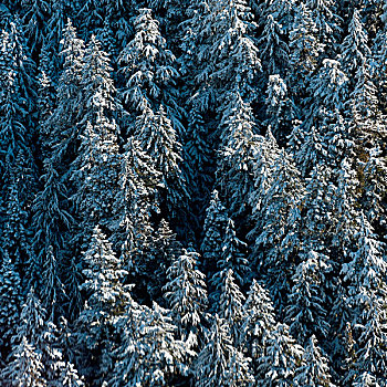 树林,冬天,惠斯勒,不列颠哥伦比亚省,加拿大