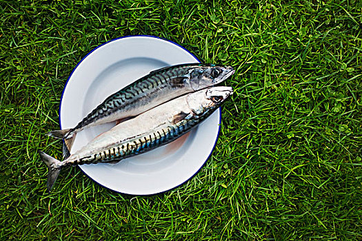 白色,盘子,两个,新鲜,鲭,鱼肉,草地,就绪,烹调