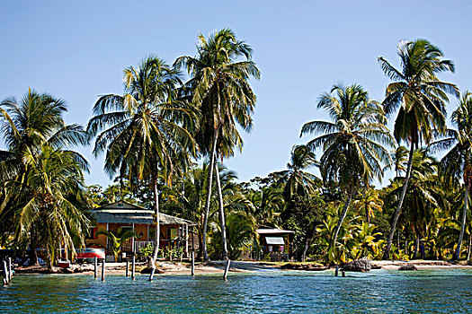 椰树,椰,岸边,加勒比岛屿,博卡斯德尔托罗,巴拿马,中美洲