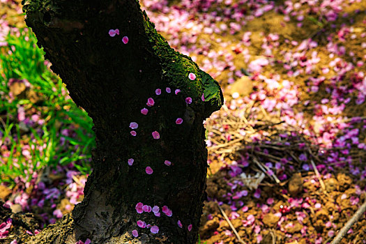 花瓣,落下,粉色,树干