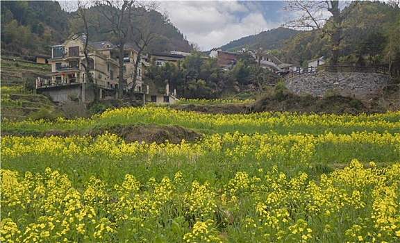 台回山春日田园风光