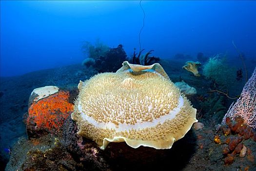 巨大,珊瑚,海葵,联结,黑色,火山,海底,印度尼西亚,东南亚