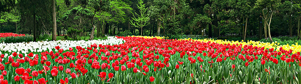 郁金香花