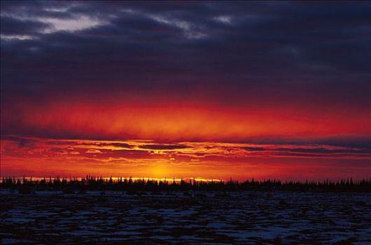 日落,上方,北方针叶林,丘吉尔市,曼尼托巴,加拿大