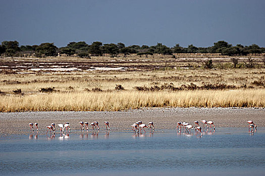 大红鹳,大火烈鸟,水,埃托沙国家公园,纳米比亚,非洲