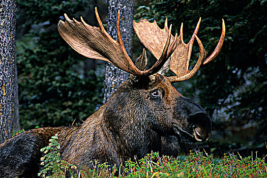 成年,驼鹿,碧玉国家公园,西部,艾伯塔省,加拿大