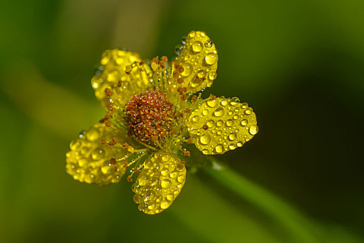 丁香,雨