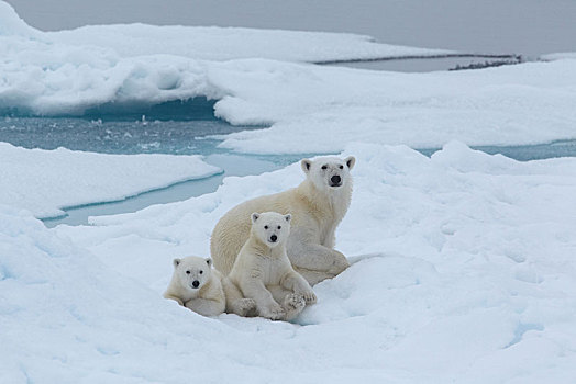 北极熊,动物,两个,幼兽,坐,浮冰,法兰士约瑟夫地,俄罗斯,欧洲
