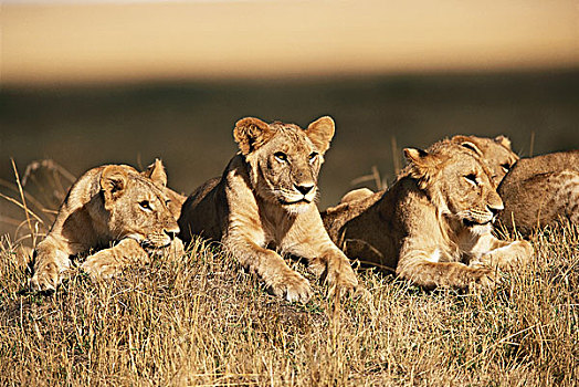 非洲,肯尼亚,马赛马拉国家保护区,自豪,幼兽,雄性,狮子,大幅,尺寸