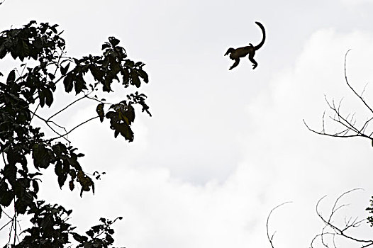 普通,松鼠猴,跳跃,树,国家公园,亚马逊雨林,厄瓜多尔,南美