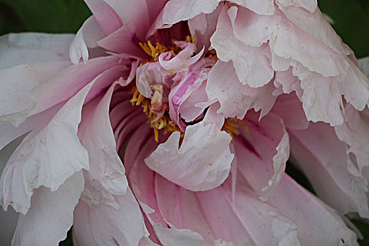 牡丹花,牡丹花特写