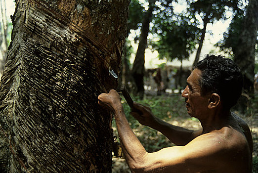 亚马逊河,巴西,热带雨林,橡胶树,种植园,收获,橡胶