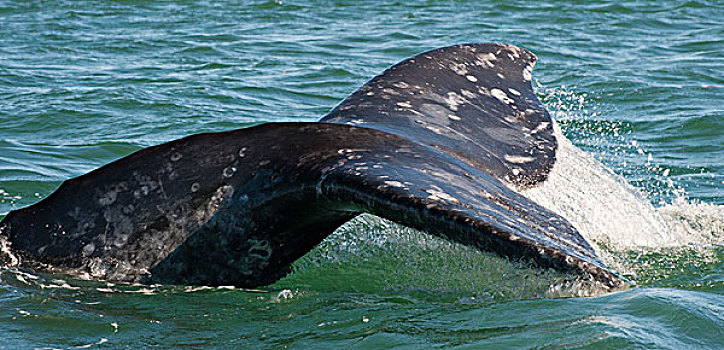 墨西哥,下加利福尼亚州,灰鲸,鲸尾叶突,展示,泻湖,科特兹海