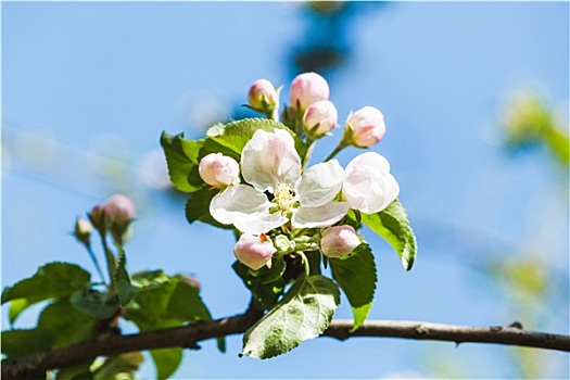 花,苹果树,特写,春天