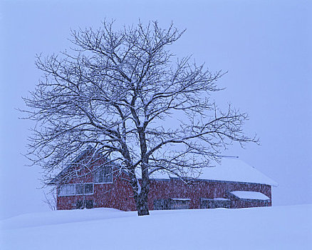 下雪,房子