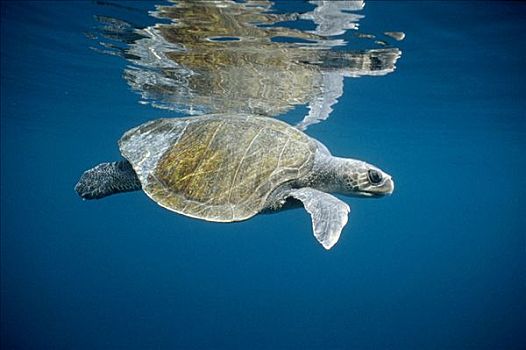 橄榄龟,太平洋丽龟,游泳,海洋,加拉帕戈斯群岛,厄瓜多尔