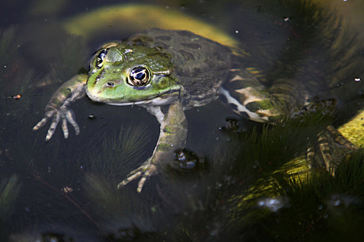 水塘,青蛙,虎皮蛙,水蛙
