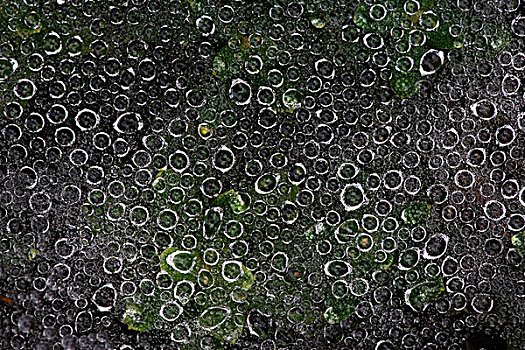 雨滴,小,蜘蛛网,阿卡迪亚国家公园,缅因