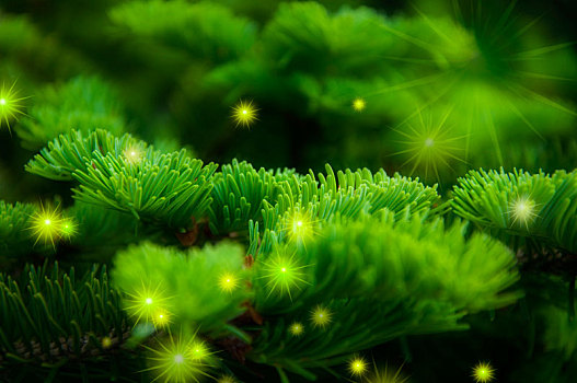 圣诞节贺卡背景,柏树加上亮丽的星芒