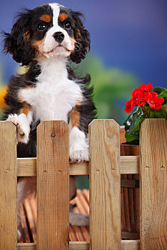 查尔斯王犬,小狗,站立,花园栅栏,三色,3个月,雄性