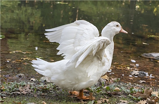 鸭子,湖