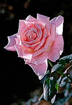 玫瑰,粉色,品种,普罗旺斯,露珠