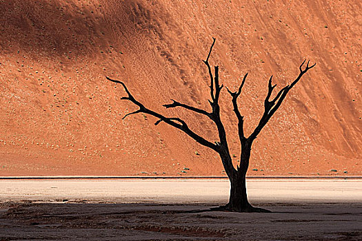 死,骆驼,刺,树,沙丘,死亡谷,索苏维来地区,纳米布沙漠,纳米比诺克陆夫国家公园,纳米比亚,非洲