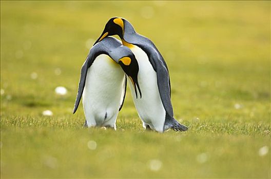 帝企鹅,伴侣,求爱,自愿角,东福克兰,岛屿,福克兰群岛