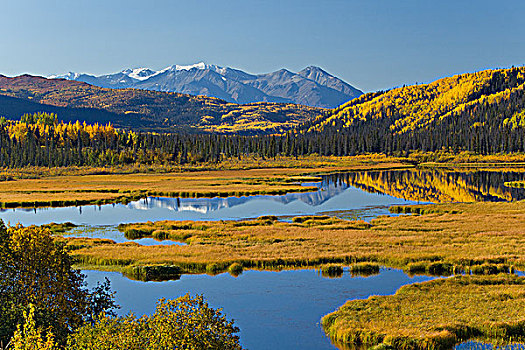 景色,湿地,黄色,彩色,秋天,阿拉斯加公路,海恩斯,连通,育空地区,加拿大