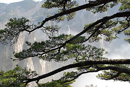 透过松杆看黄山云海,山峰