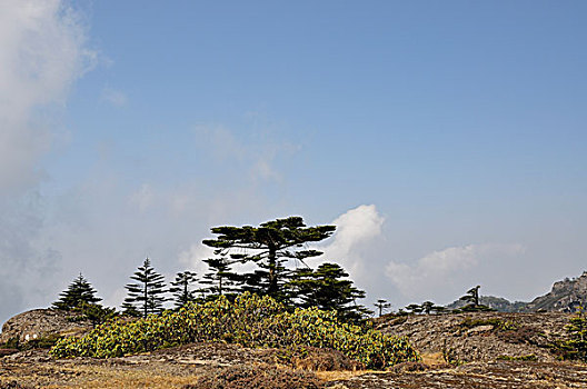 高山草甸