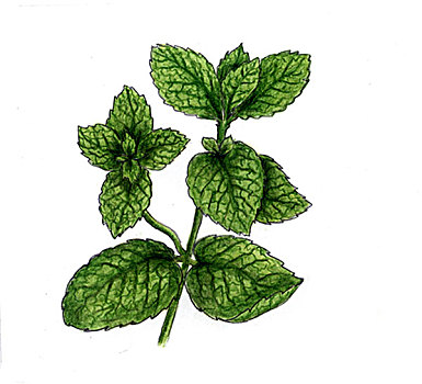 插画,一个,手臂,植物,绿薄荷,白色背景