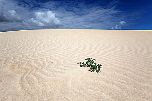 一个,植物,沙丘,科拉莱霍,自然公园,富埃特文图拉岛,加纳利群岛,西班牙,欧洲