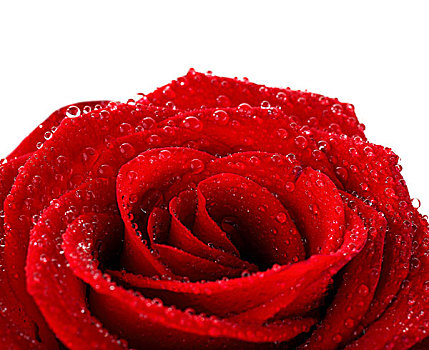 红色,湿,玫瑰