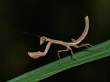 螳螂,国家公园,马达加斯加