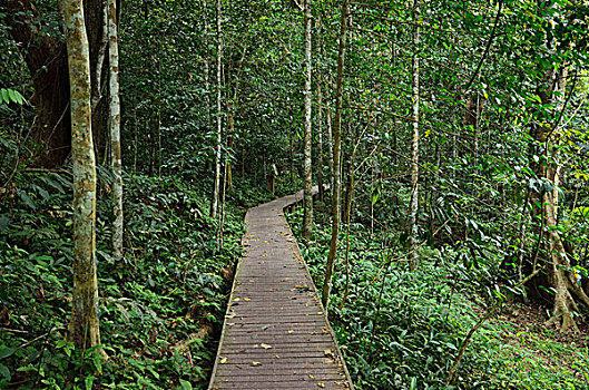 木板路,雨林,马来西亚