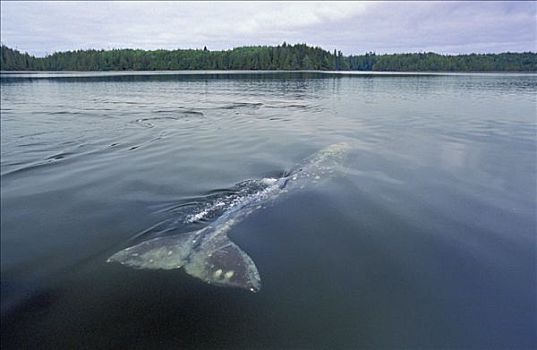 灰鲸,肖像,背影,水面,格里夸湾,温哥华岛,不列颠哥伦比亚省,加拿大