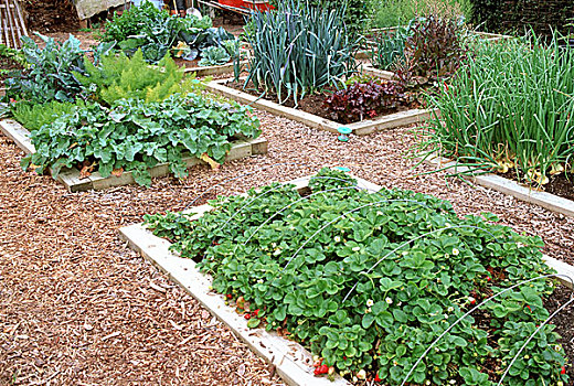 菜园,草莓属,韭葱,洋葱,莴苣,背景