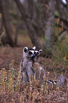 马达加斯加,节尾狐猴,幼仔
