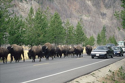 美洲野牛,野牛,牧群,走,道路,旁侧,旅游,交通,黄石国家公园,怀俄明